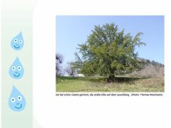 Loueler Bott Mai 2020