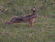 Feldhase im Bergrain