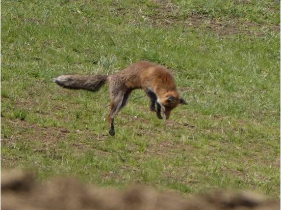 Ein Fuchs im Maussprung