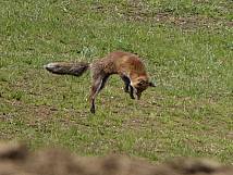 Ein Fuchs im Maussprung