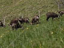 Gamsrudel beim Geissberg